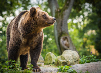 Close up image of  huge brown bear