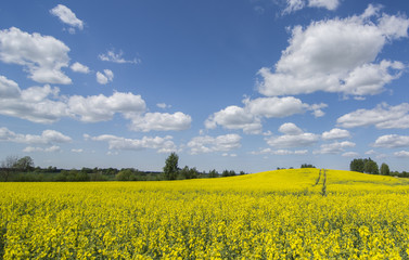 Fototapeta premium rape fields in summer