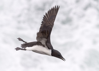 Thick-billed Murre
