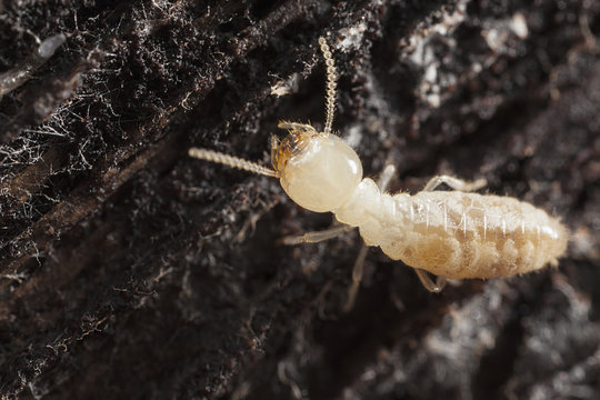 Subterranean Termite On Damp Wood