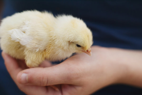 Baby chick held in palm of a hand