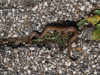 Junge Schlange sonnt sich auf der Straße 