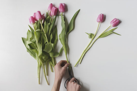 Preparing beautiful pink tulips for a bouquet