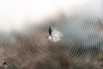 spider web in the morning