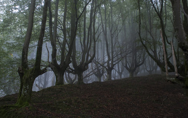 Naklejka premium horror forest in Spain
