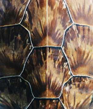 Close up of Sea Turtle Shell