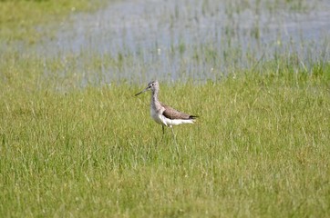 Brachvogel an der Nordsee
