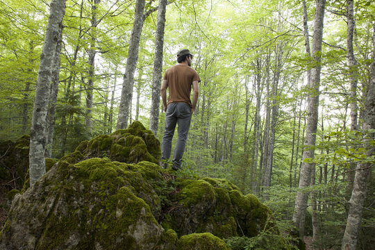 Forest in Urraul Alto Valley, Navarra, Spain