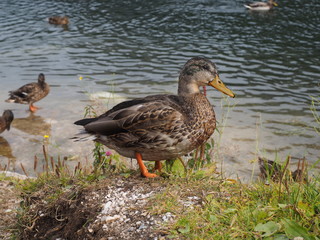 Ente am Wasser 