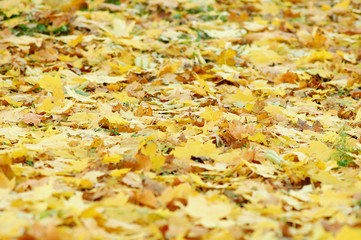 Golden deciduous litter from mix of fallen autumn maple and platanus leaves.