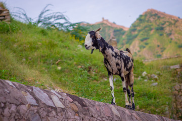 Fototapeta premium Close up of a wild white and black goat, at outdoor standing over a stoned wall in Jaipur, India