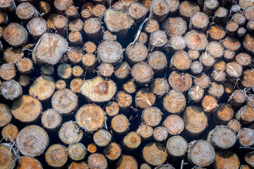 Holzstapel-1