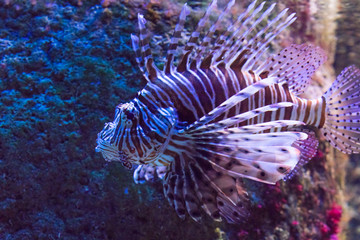 Fototapeta na wymiar Beautiful Red Lionfish in aquarium