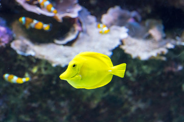 Exotic fish in aquarium