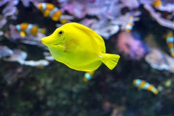 Yellow aquarium fish