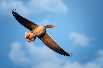 Greylag Goose (Anser anser) in flight. Blue sky.