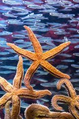 Spiny Starsfish and shoal of fish