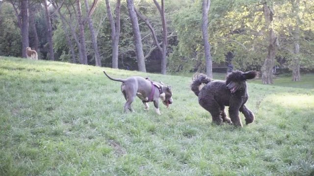 Caniche gigante y pit bull interactuando