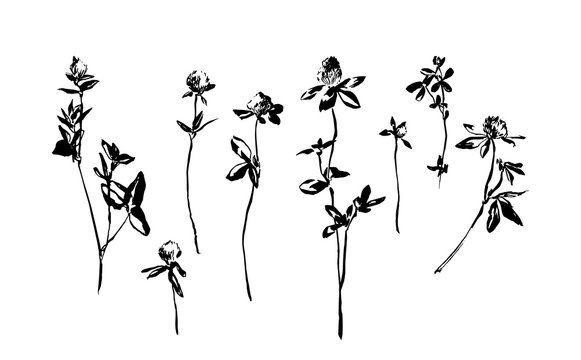 Set of hand drawn clover flowers. Sketch or doodle vector illustration of a weed field herbs. Black image on white background.