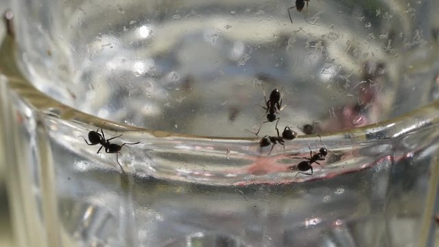 Ants on the glass, macro