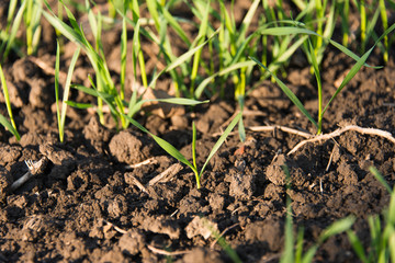 winter wheat