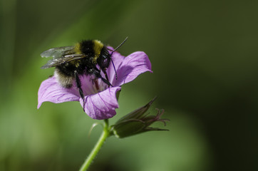 bee