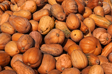 a lot of pumpkin at outdoor farmers market
