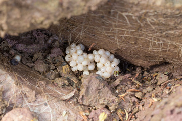 Schädlinge im Garten