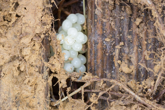 Sch&auml;dling im Garten - Schneckeneier