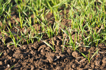 winter wheat