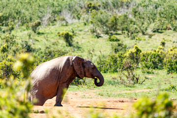 Fototapeta na wymiar Elephant struggling to climb out