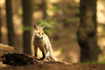 Young red fox vixen staying on log in forest - Vulpes vulpes