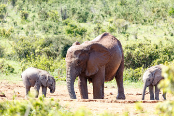 Fototapeta premium Elephant family having a drink