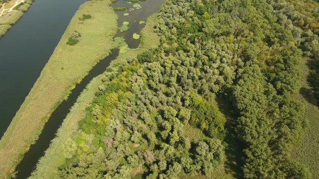 A wildlife bird`s eye view of green wetland patches at the Dnipro river shoal on a sunny day in summer. The greenery sticks out of the water and has different greentints