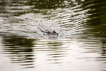 Swimming alligator