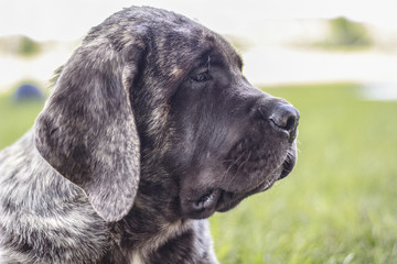 close up image of a brindled Bull Mastiff puppy 