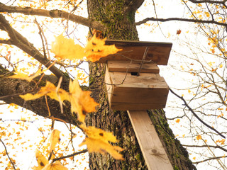 Autumn landscape with a birdhouse.
