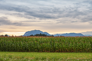 Looking at Dobratsch mountain top behind a corn field near Neuegg am Faker See in Carinthia, southern Austria