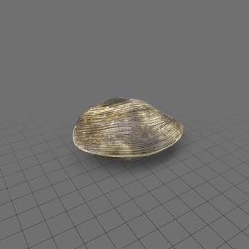 Clam 1