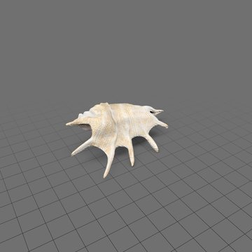 Conch shell