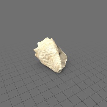 Thick conch shell
