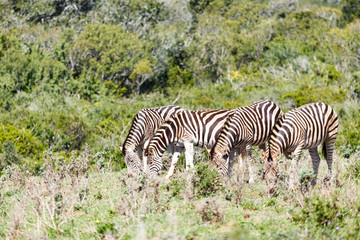 Zebras lining up in the field to eat
