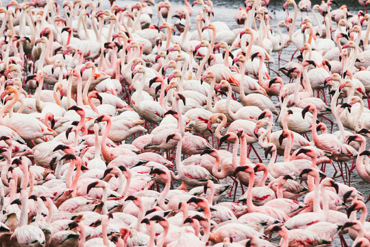 Group of flamingos on the sea. Texture - pattern