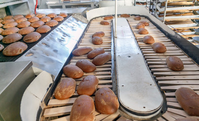 Baked Breads on the production line at the bakery