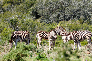 Fototapeta na wymiar Zebras standing together kissing their foreheads