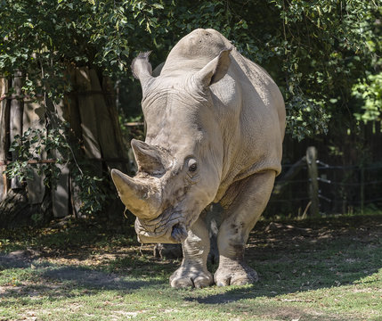 adult rhino