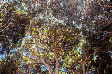 crowns of coniferous trees in the south of france
