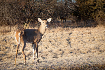 Three quarter view from the rear of a White-tailed deer with an injured rear leg standing in brown grass.