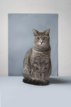 staring cat on blue background