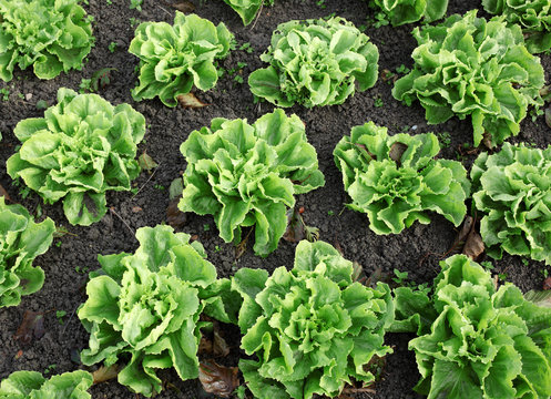 Green lettuce plants in a vegetable garden